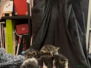 Maine Coon cats Maine Coon X Kittens - Advert 2