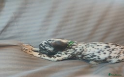 Dalmatian dogs for sale: Dalmatian Ready to home 1×girl 1× boy(£550)) - Image 31