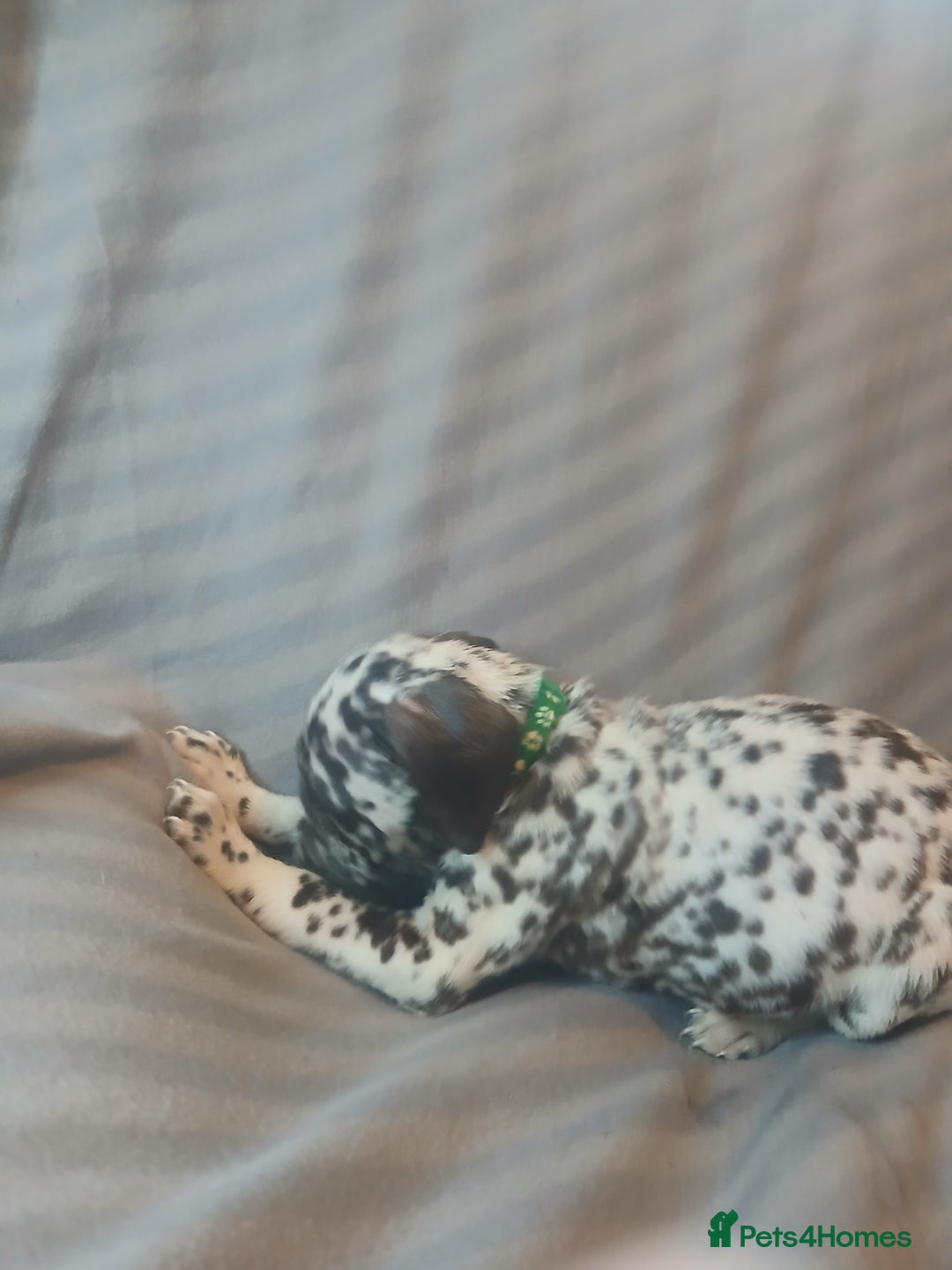 Dalmatian dogs for sale: Dalmatian Ready to home 1×girl 1× boy(£550)) - Image 31