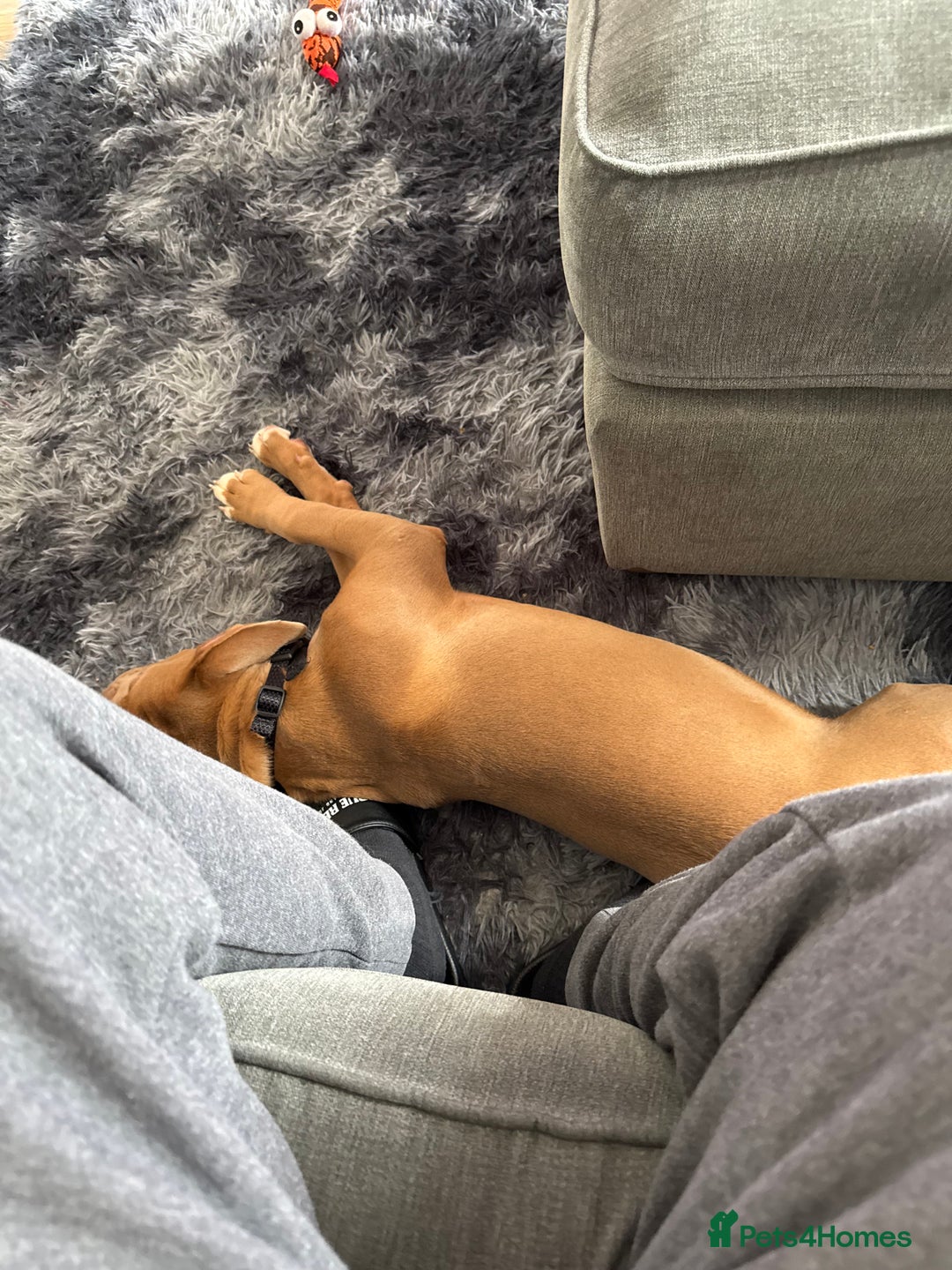 Mixed Breed dogs for sale: Cali x - Advert 3