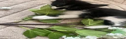 Mixed Breed cats for sale: Kitten for sale  - Advert 9