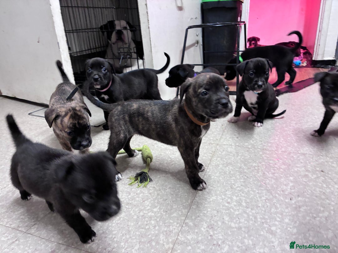 Mixed Breed dogs for sale: Cane Corso-Belgian Malanois cross American Bulldog - Advert 1