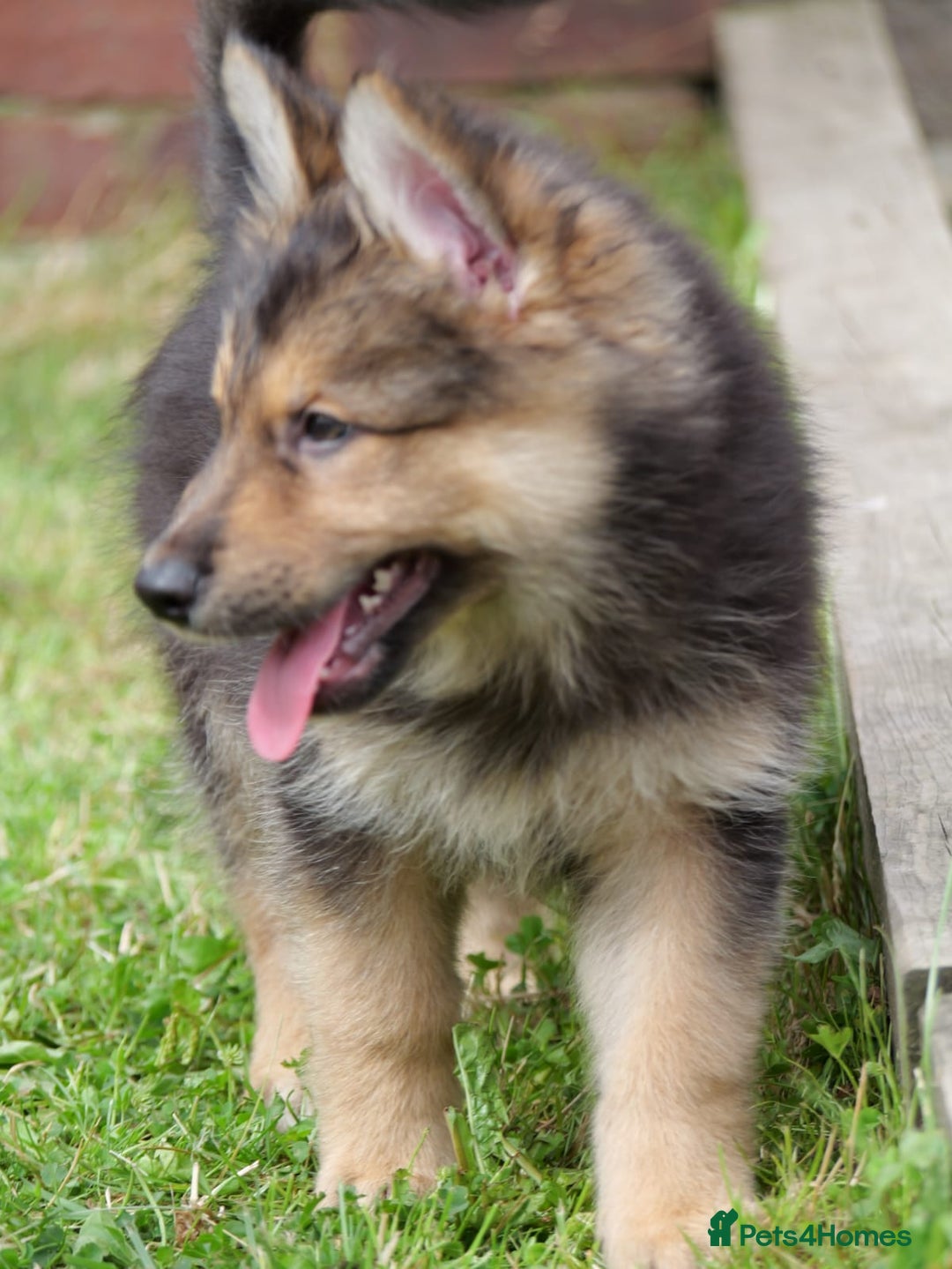 Mixed Breed dogs for sale: Shollies  in Rochdale - Image 19