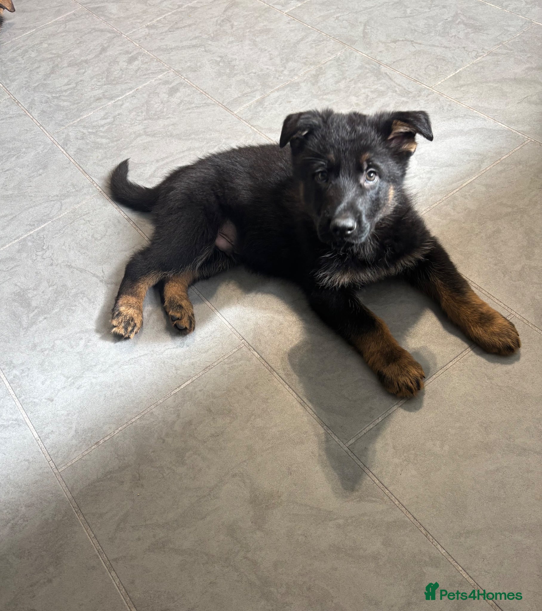 German Shepherd dogs Quality German Shepherd puppies READY NOW - Advert 2