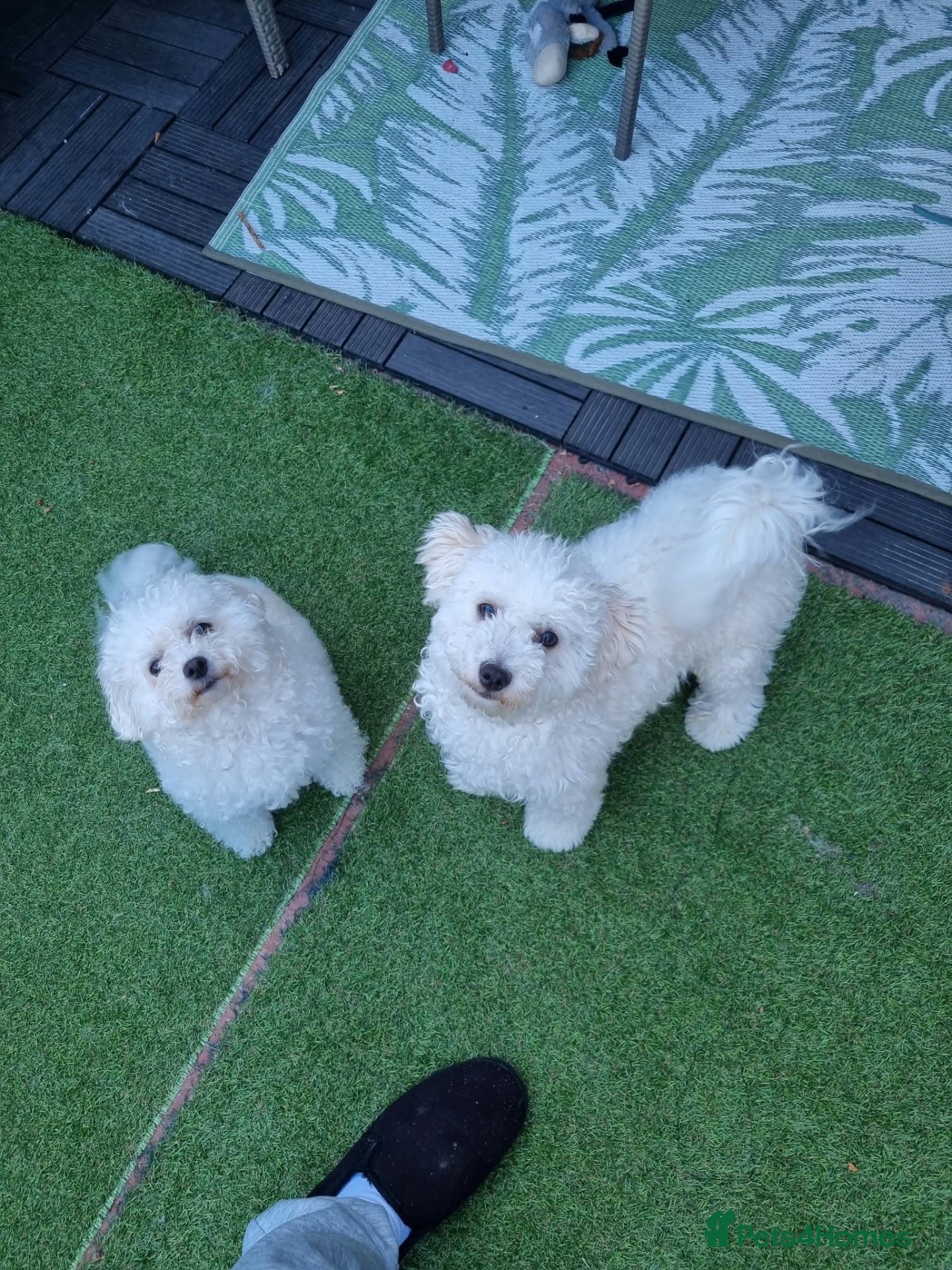 Bichon Frise dogs Bichon frise - Advert 1