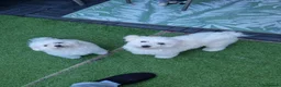 Bichon Frise dogs for sale: Bichon frise in Darlington - Advert 1
