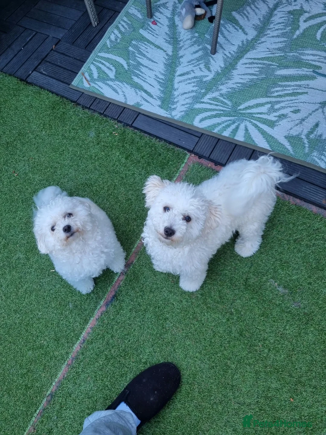 Bichon Frise dogs for sale: Bichon frise in Darlington - Advert 1