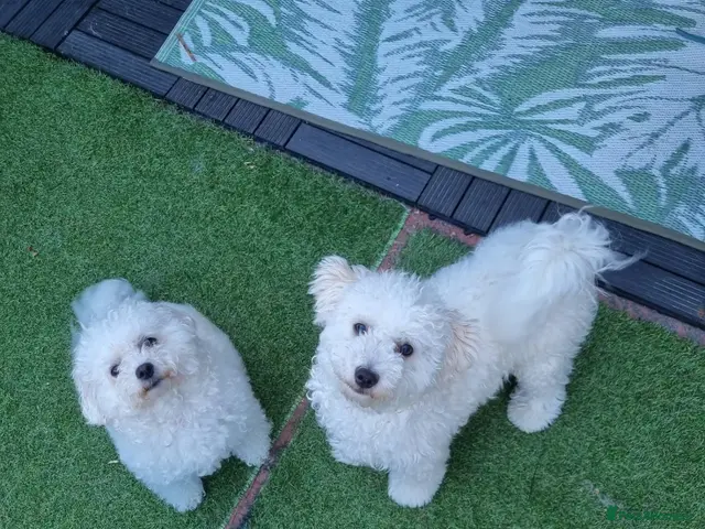 Bichon Frise dogs for sale: Bichon frise - Advert 1