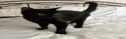 Mixed Breed cats for sale: 4 Beautiful kittens looking for Loving Homes in Bradford - Advert 17