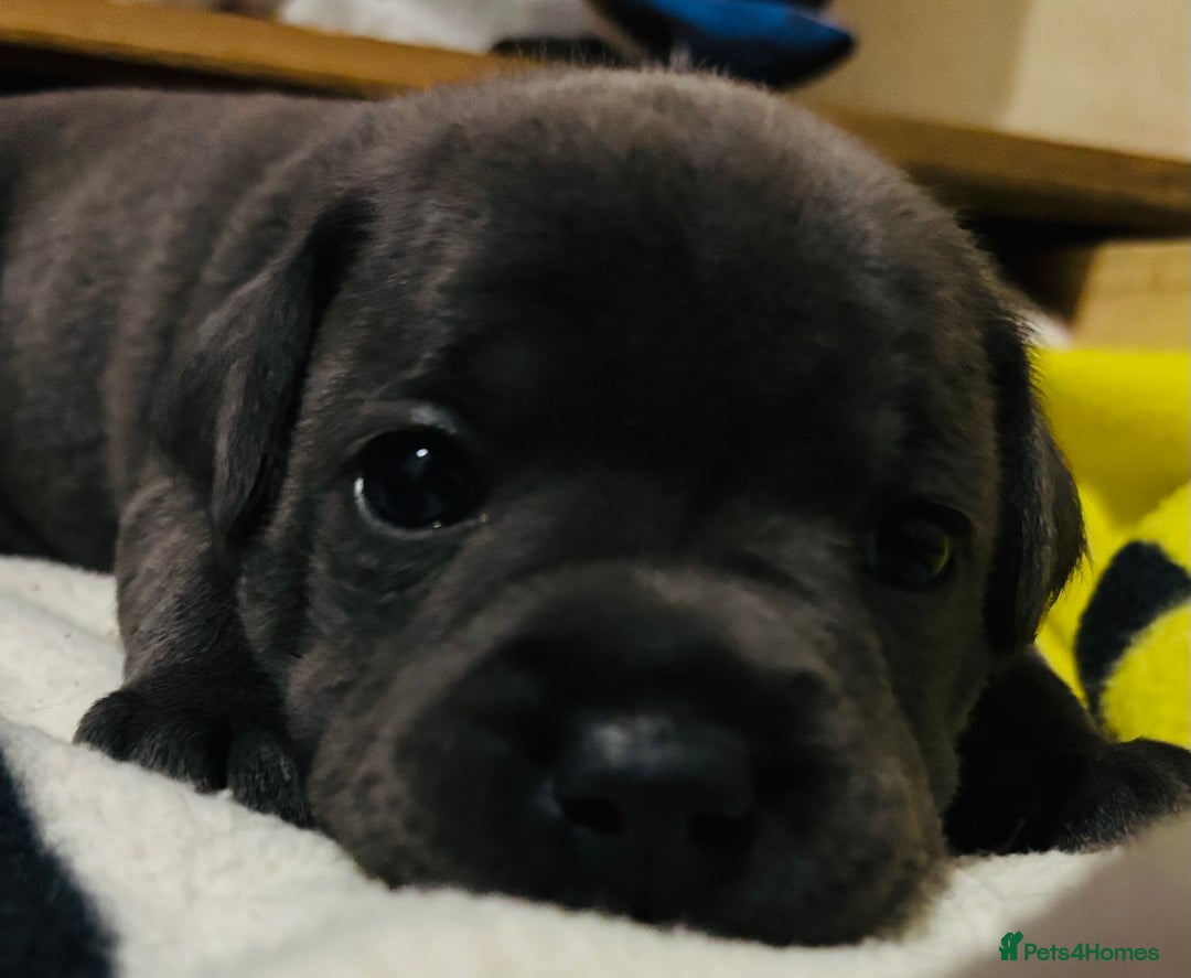 Staffordshire Bull Terrier dogs for sale: KC Registered Blue Staffordshire bull terrier - Image 23