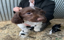 English Springer Spaniel dogs for sale: Working Springer Spaniel Puppies  - Image 9