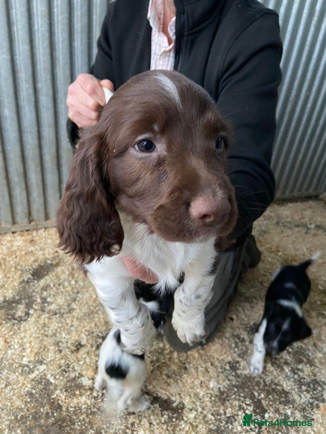 English Springer Spaniel dogs for sale: Working Springer Spaniel Puppies  - Image 9