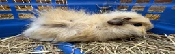 Guinea Pig rodents for sale: Guinea pigs for sale - Advert 4