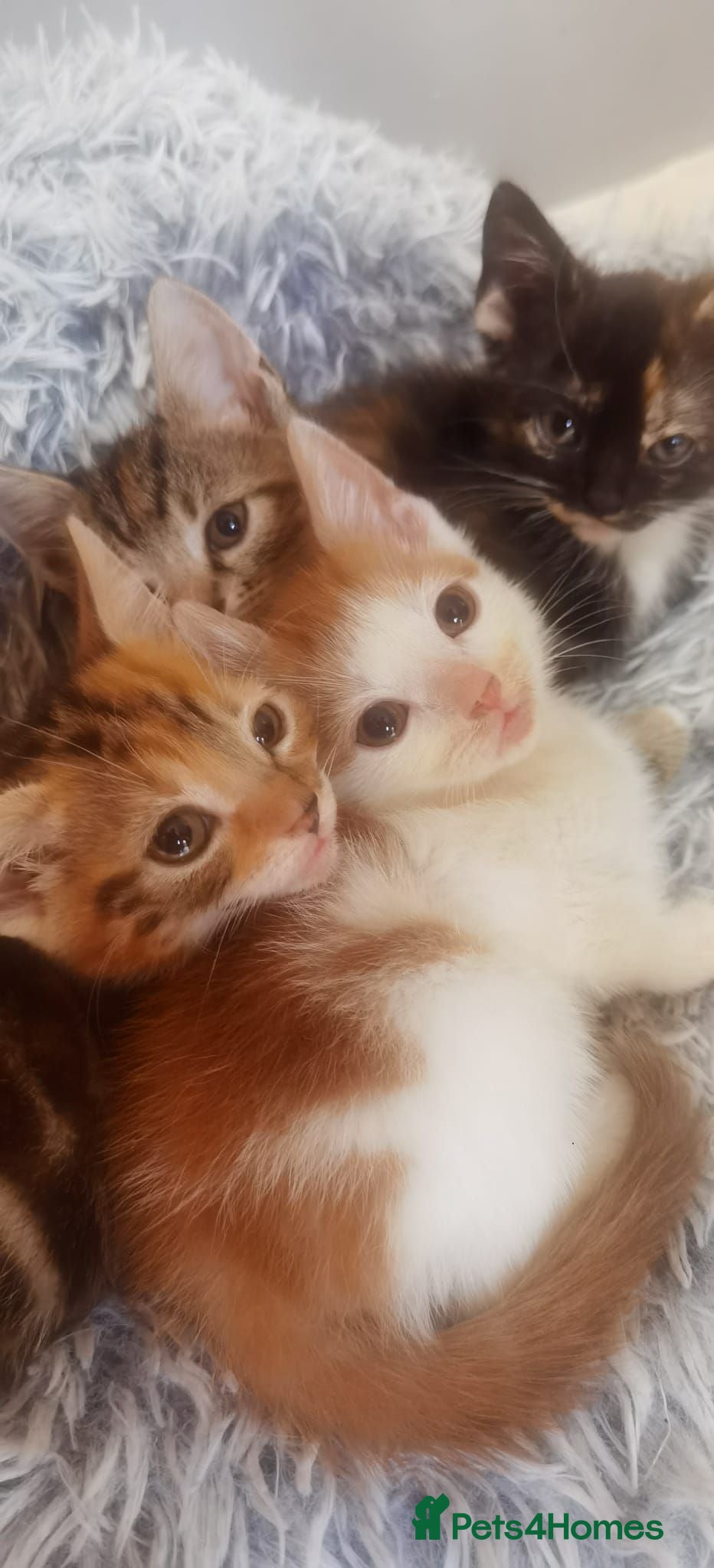 Mixed Breed cats Gorgeous Ginger and Tabby kittens (READY NOW)  - Advert 17
