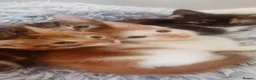 Mixed Breed cats for sale: Gorgeous Ginger and Tabby kittens - Advert 5