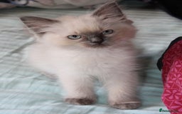 Ragdoll cats for sale: Ragdoll  - Image 6