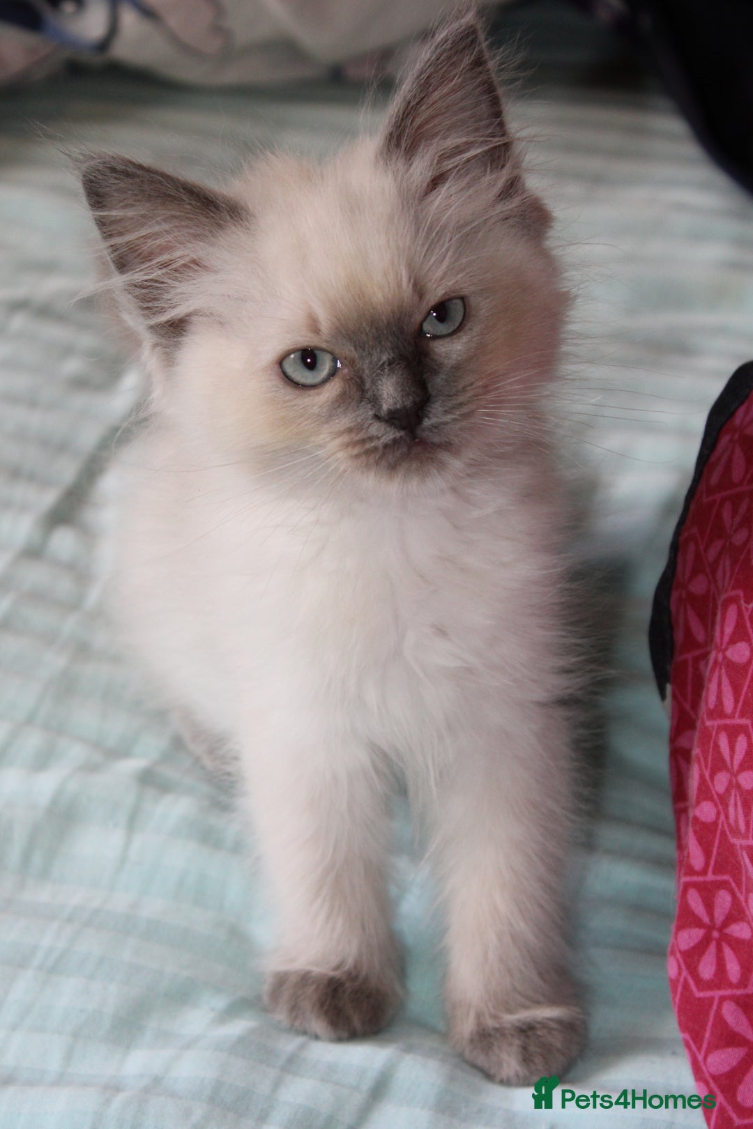 Ragdoll cats for sale: Ragdoll  - Image 6