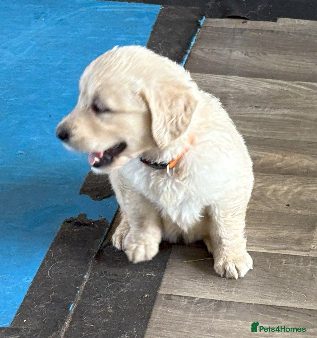 Golden Retriever dogs for sale: Fyffrind Meadow (Miss Purple)  - KC Reg. Goldies from a 5 Star Registered Breeder  - Image 17