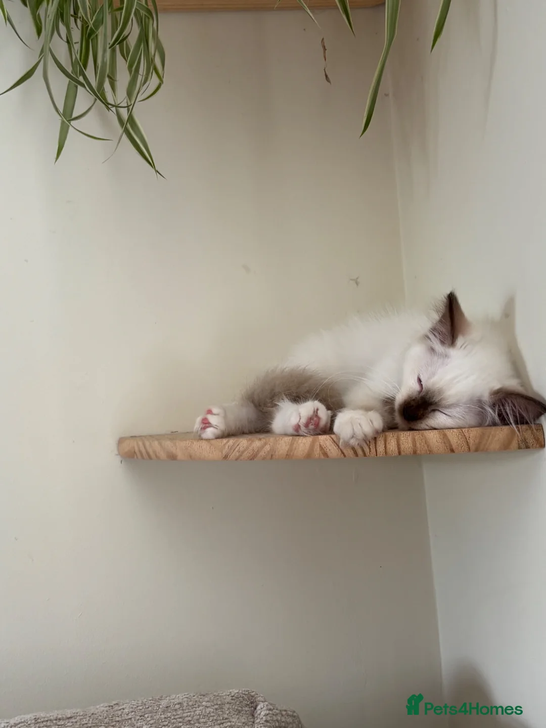 Ragdoll cats for sale: Ragdoll kitten  - Advert 2
