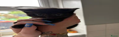 Black Female Kitten