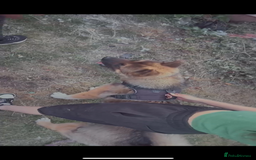 Akita dogs for sale: American Akita  - Advert 5