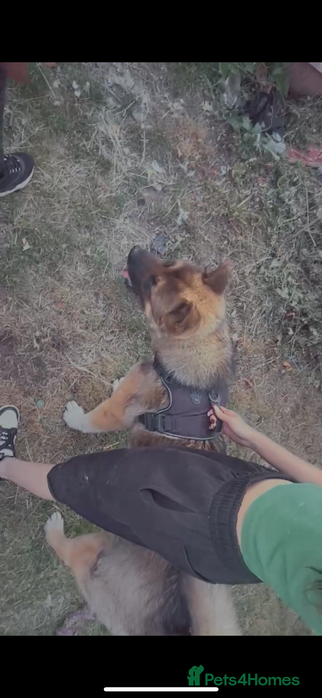 Akita dogs for sale: American Akita  - Advert 5