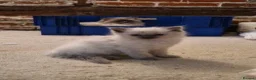 Ragdoll cats for sale: Ragdoll Kittens, Long-haired, Blue Point - Advert 4