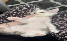 Mixed Breed cats for sale: Stunning grey and white mix boy - Image 5