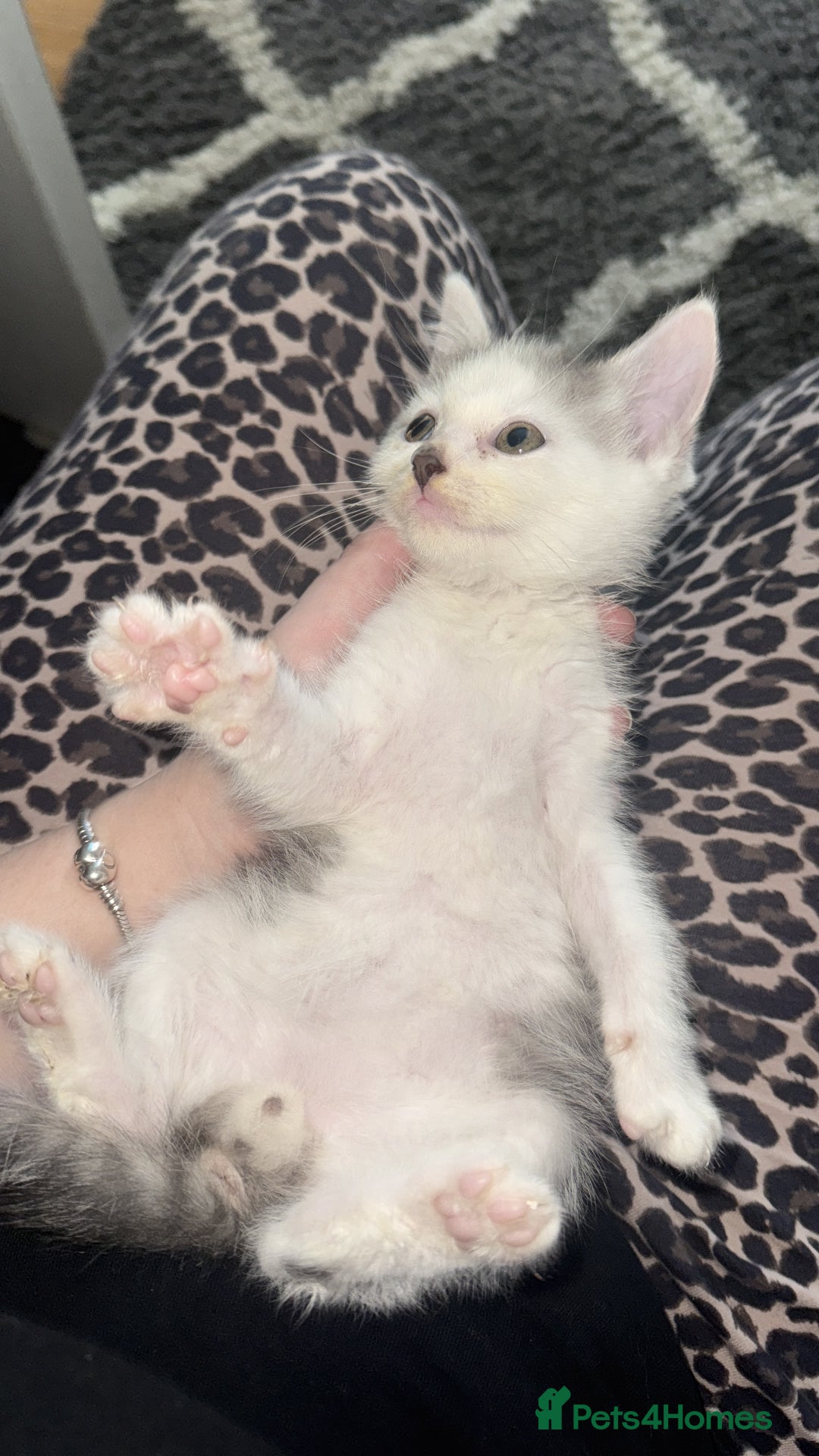 Mixed Breed cats for sale: Stunning grey and white mix boy - Image 5