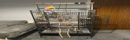 Cockatiels birds for sale: Female White Face Cockatiel and large cage  - Advert 4