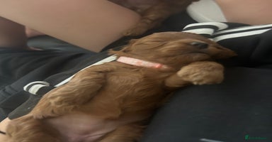 Cavapoo dogs - Advert 5