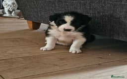 Border Collie dogs for sale: 5 border collie pups - Image 3