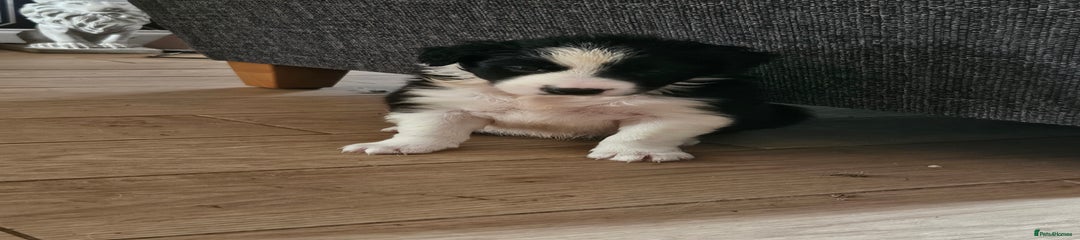 Border Collie Puppy 1