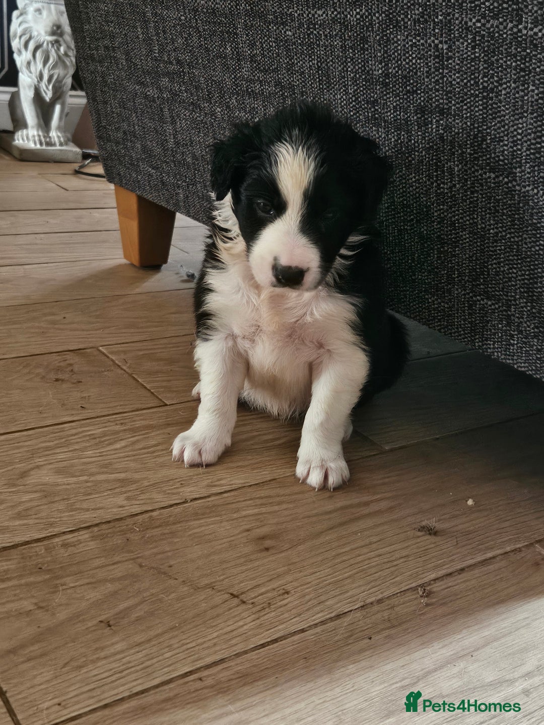 Border Collie dogs for sale: 5 border collie pups - Image 3