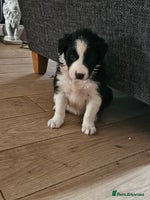Border Collie dogs - Advert 1