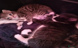 Mixed Breed cats for sale: Gorgeous Tabby x Tuxedo male kitten  - Image 4
