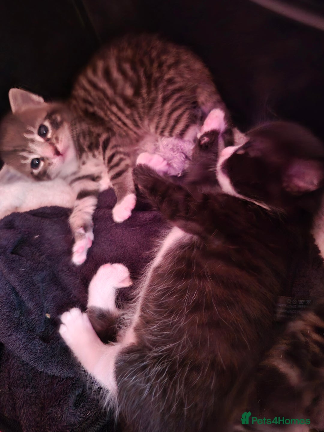 Mixed Breed cats for sale: Gorgeous Tabby x Tuxedo male kitten  - Image 4