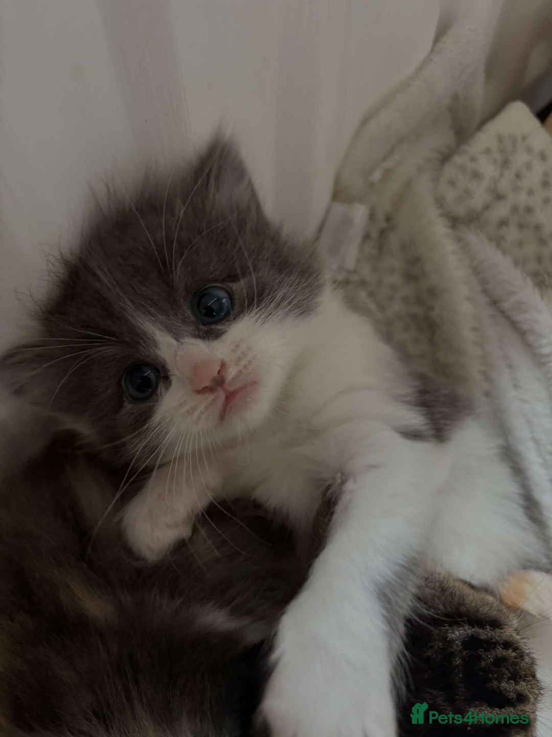 Ragdoll cats for sale: Beautiful ragdoll/blue Russian  - Image 7
