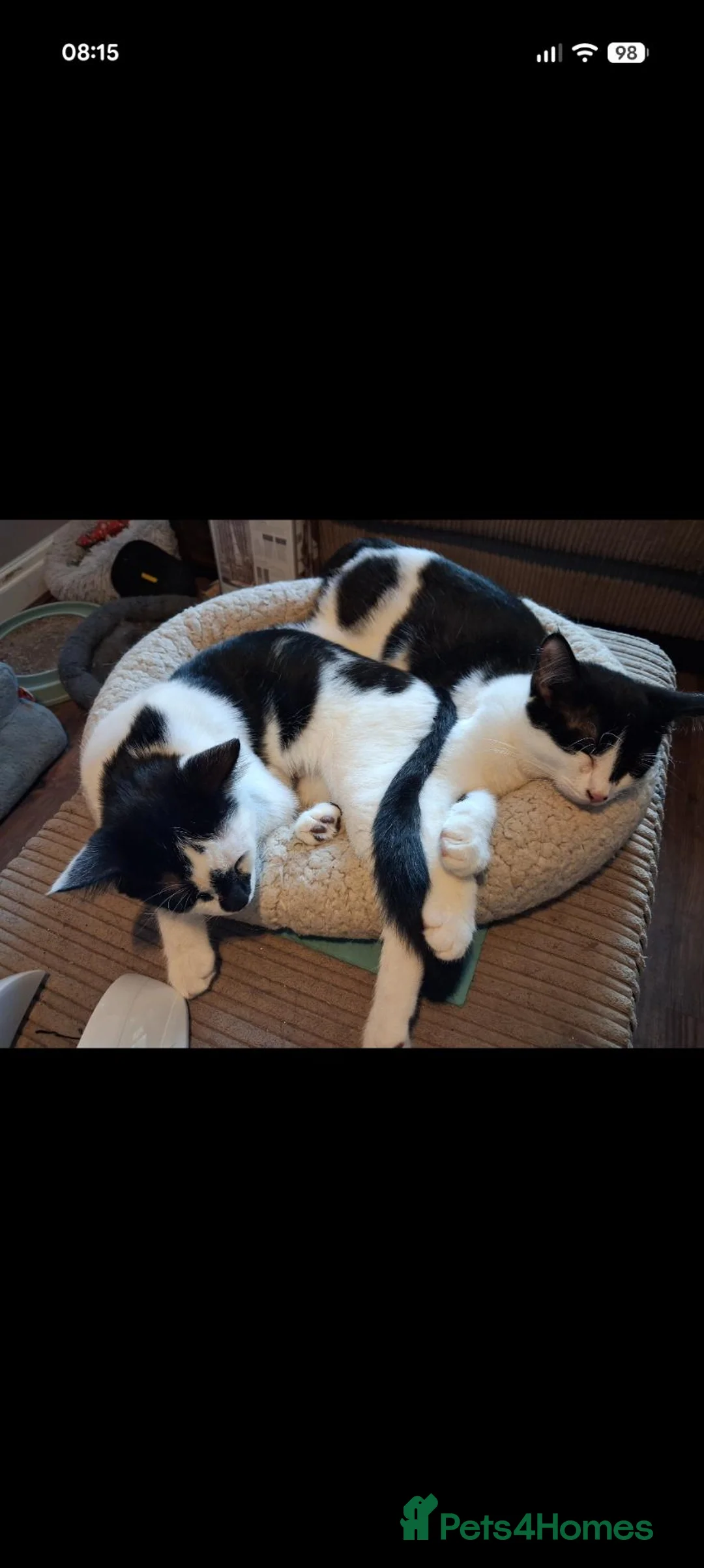 Mixed Breed cats for adoption: Kittens - rescue  - Advert 2