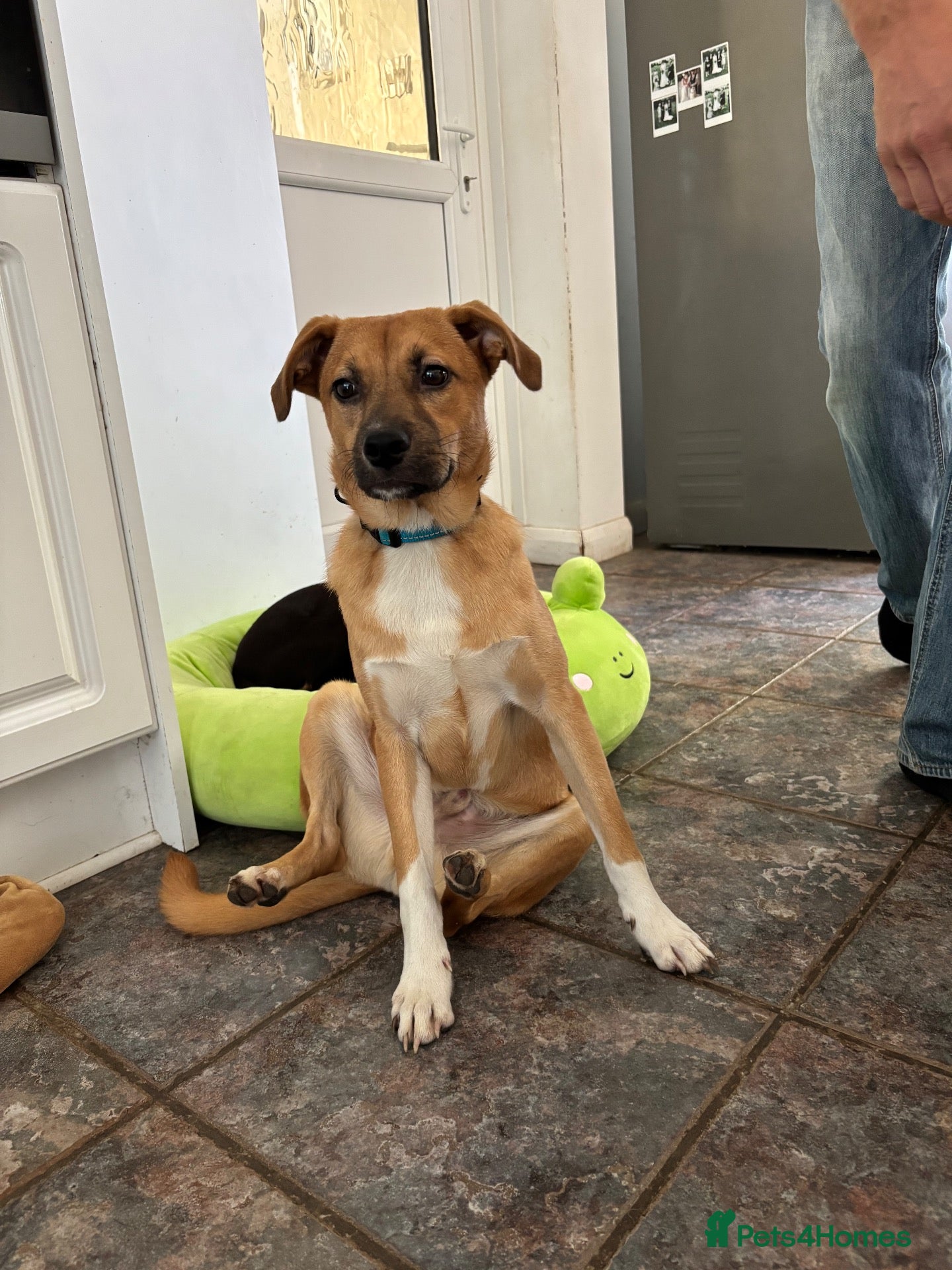 Mixed Breed dogs Georgie needs a doggy sibling 💙 - Advert 1