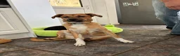 Mixed Breed dogs for adoption: Georgie needs a doggy sibling 💙 - Advert 2