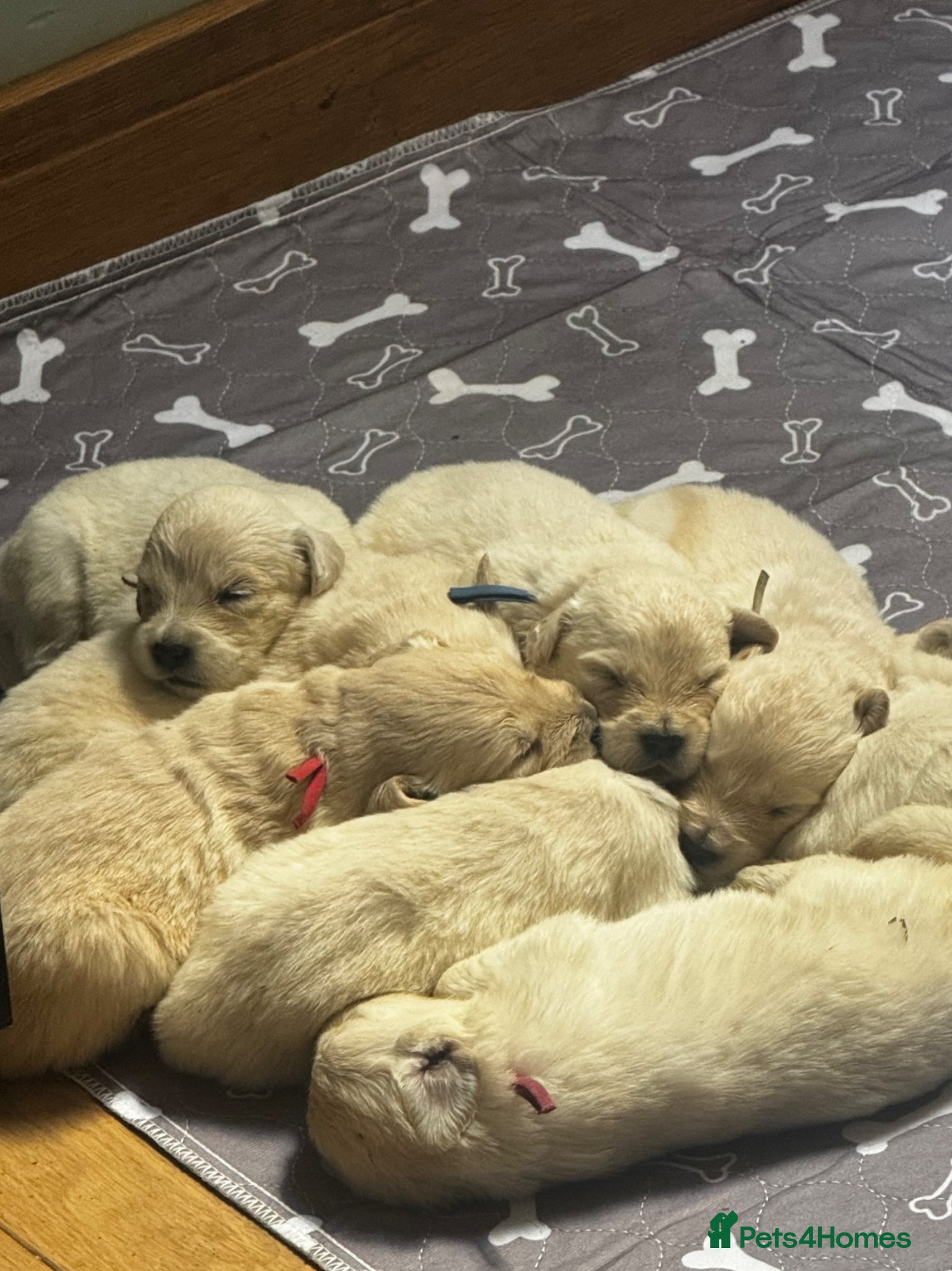Golden Retriever dogs Golden Retriever Puppies 5 boys 3 girls  - Advert 2