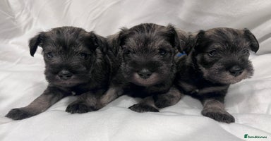Miniature Schnauzer dogs 5th generation pedigree miniature schnauzer  - Advert 2