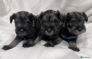Miniature Schnauzer dogs 5th generation pedigree miniature schnauzer - Advert 1