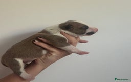 English Bull Terrier dogs for sale: 🏆CH Bloodlines Top Quality English Bull Terriers  - Image 11