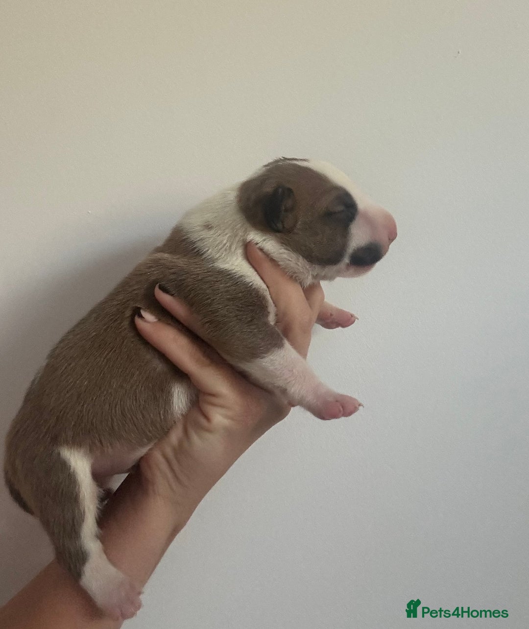 English Bull Terrier dogs for sale: 🏆CH Bloodlines Top Quality English Bull Terriers  - Image 11