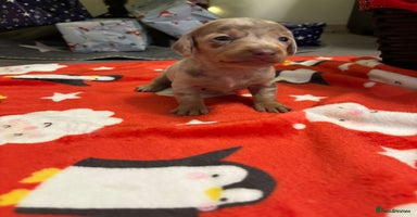 Miniature Dachshund dogs 6 Miniature dacshund puppies  - Advert 2