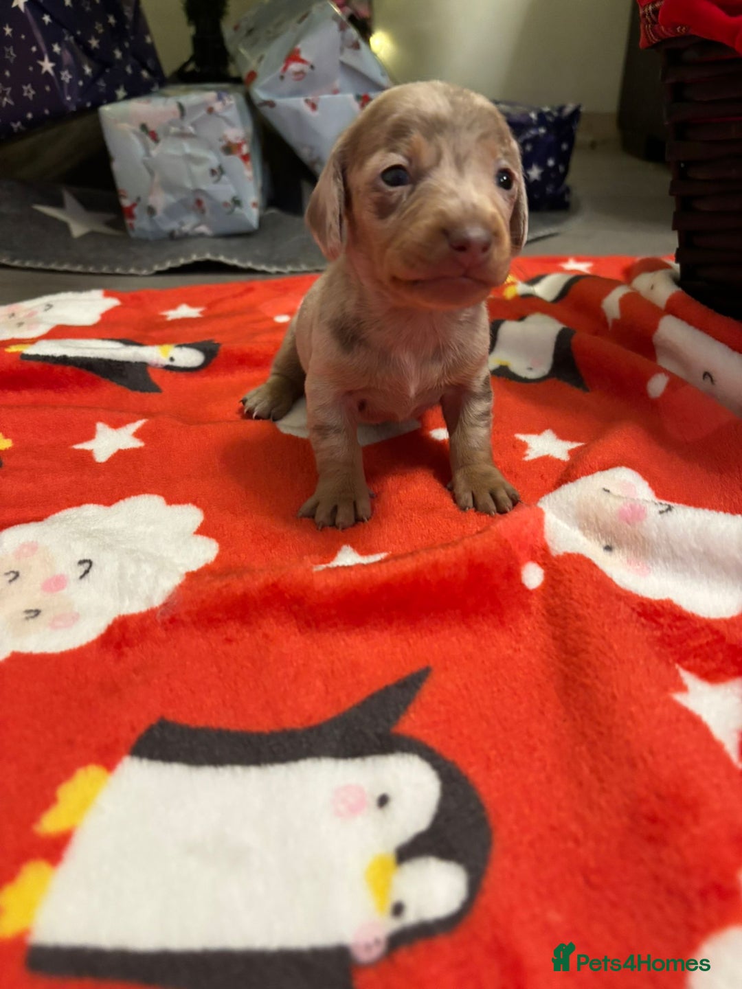 Miniature Dachshund dogs for sale: 6 Miniature dacshund puppies  - Advert 3