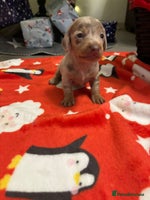 Miniature Dachshund dogs 6 Miniature dacshund puppies - Advert 2