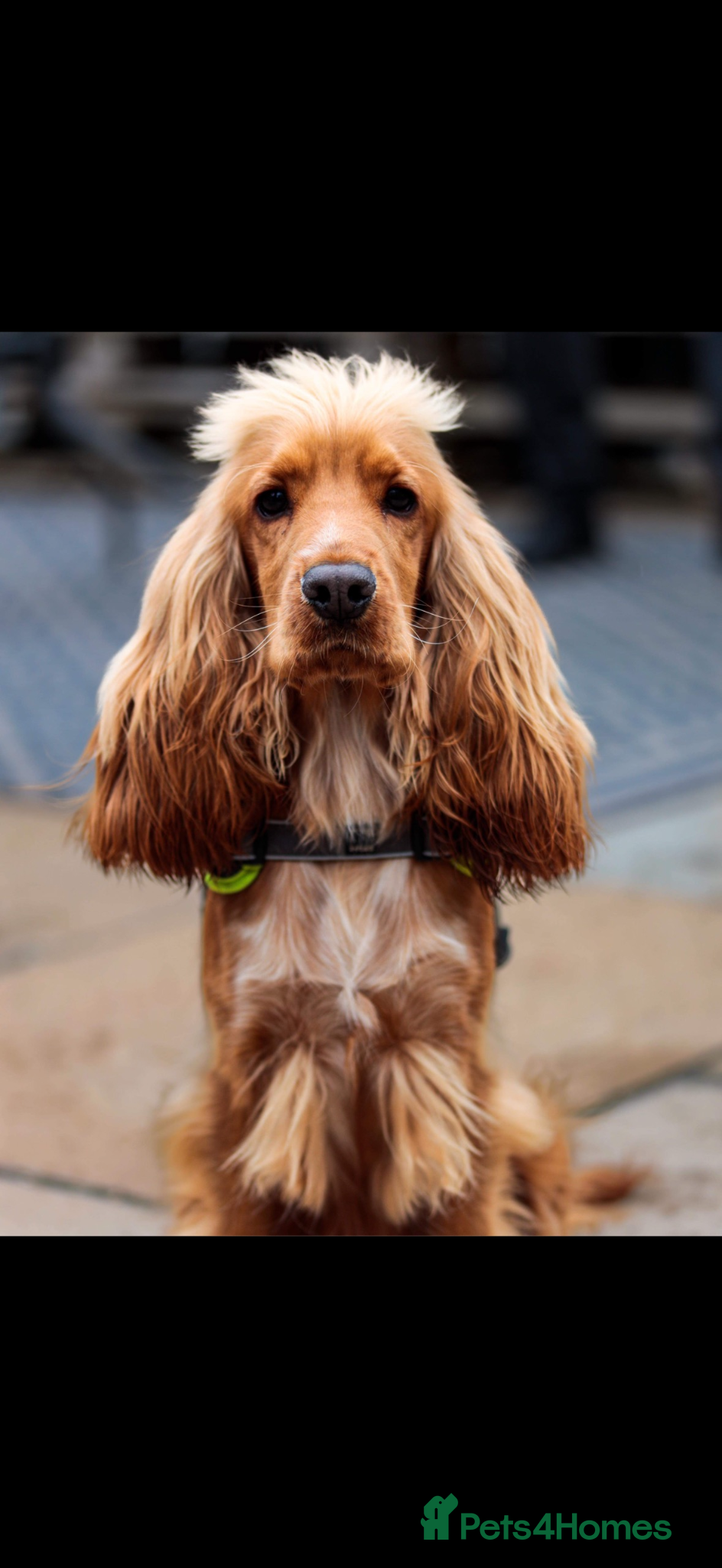 Cocker Spaniel dogs Cocker spaniel puppies  - Advert 2